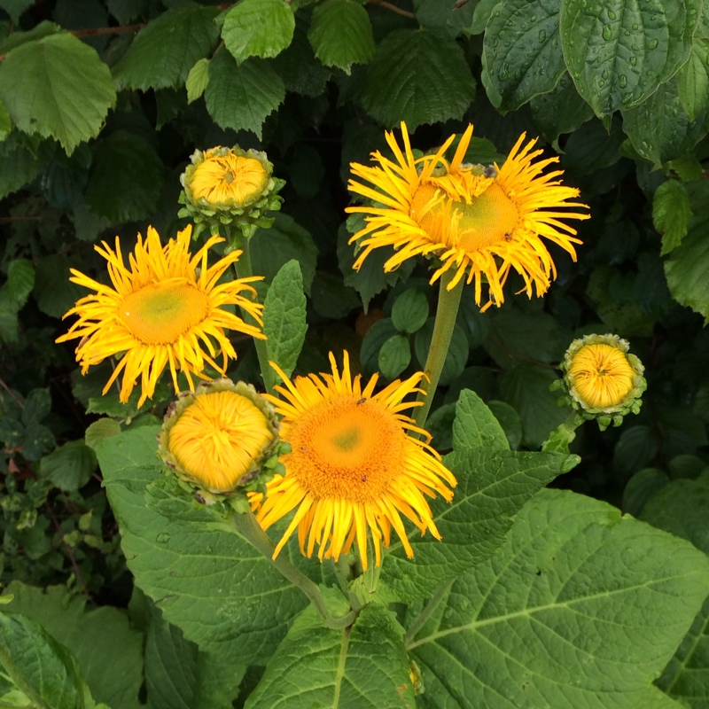 Telekia speciosa in the GardenTags plant encyclopedia Yellow Oxeye in the GardenTags plant encyclopedia