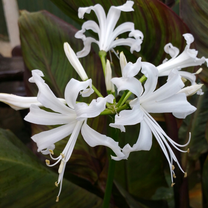 Bowden Lily Alba in the GardenTags plant encyclopedia