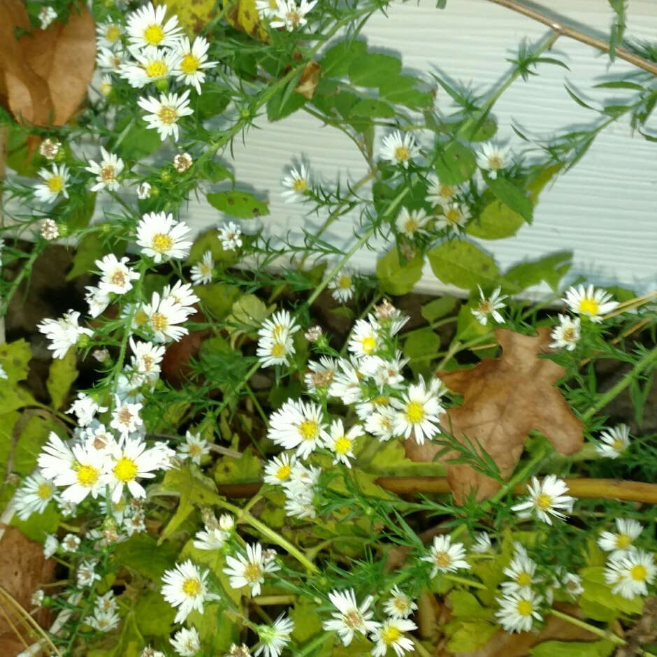 Erigeron strigosus in the GardenTags plant encyclopedia Prairie Fleabane in the GardenTags plant encyclopedia