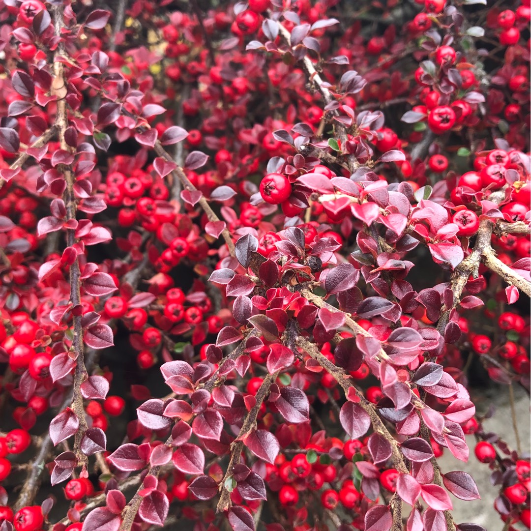 Image of Rockspray cotoneaster in fall