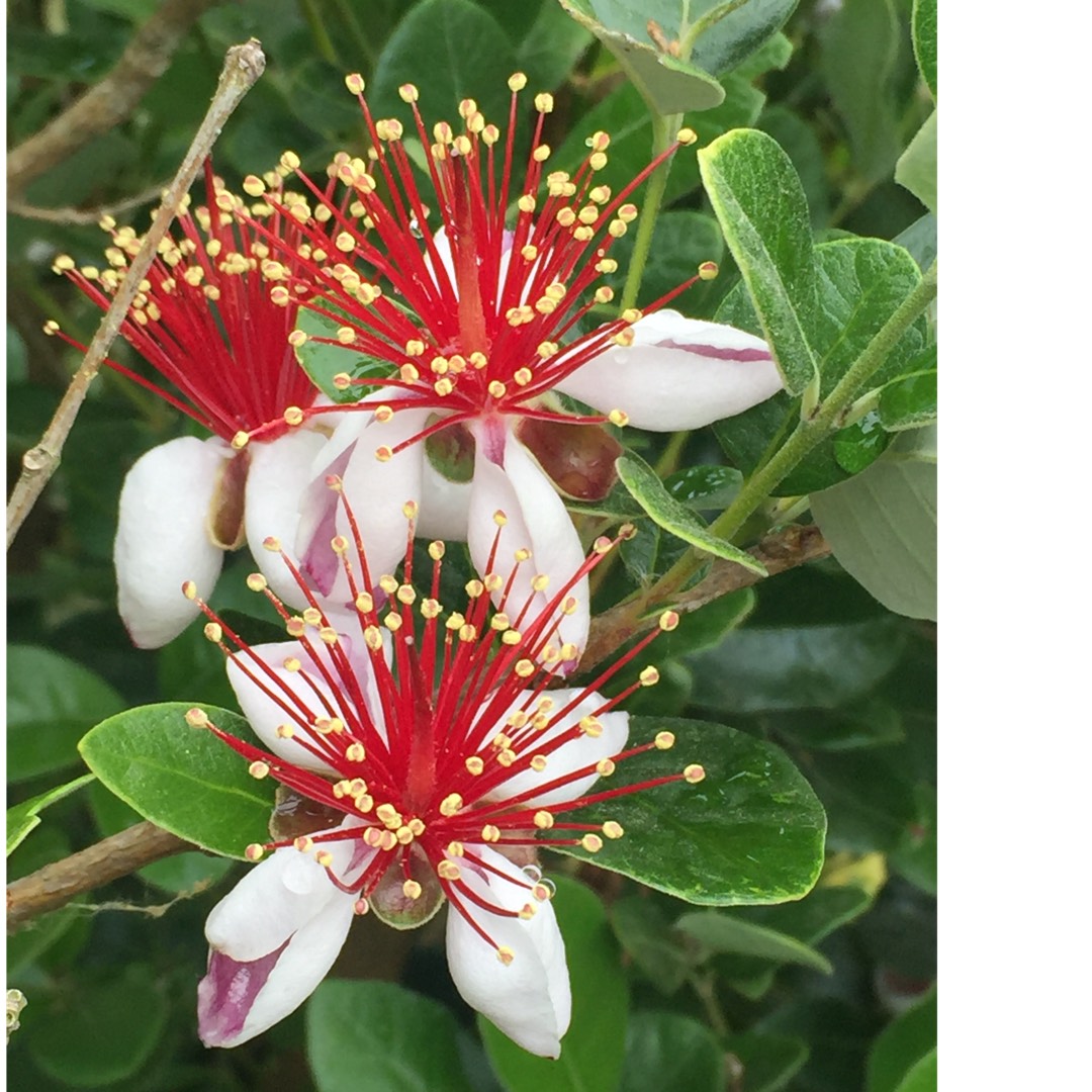 Pineapple Guava Unique in the GardenTags plant encyclopedia