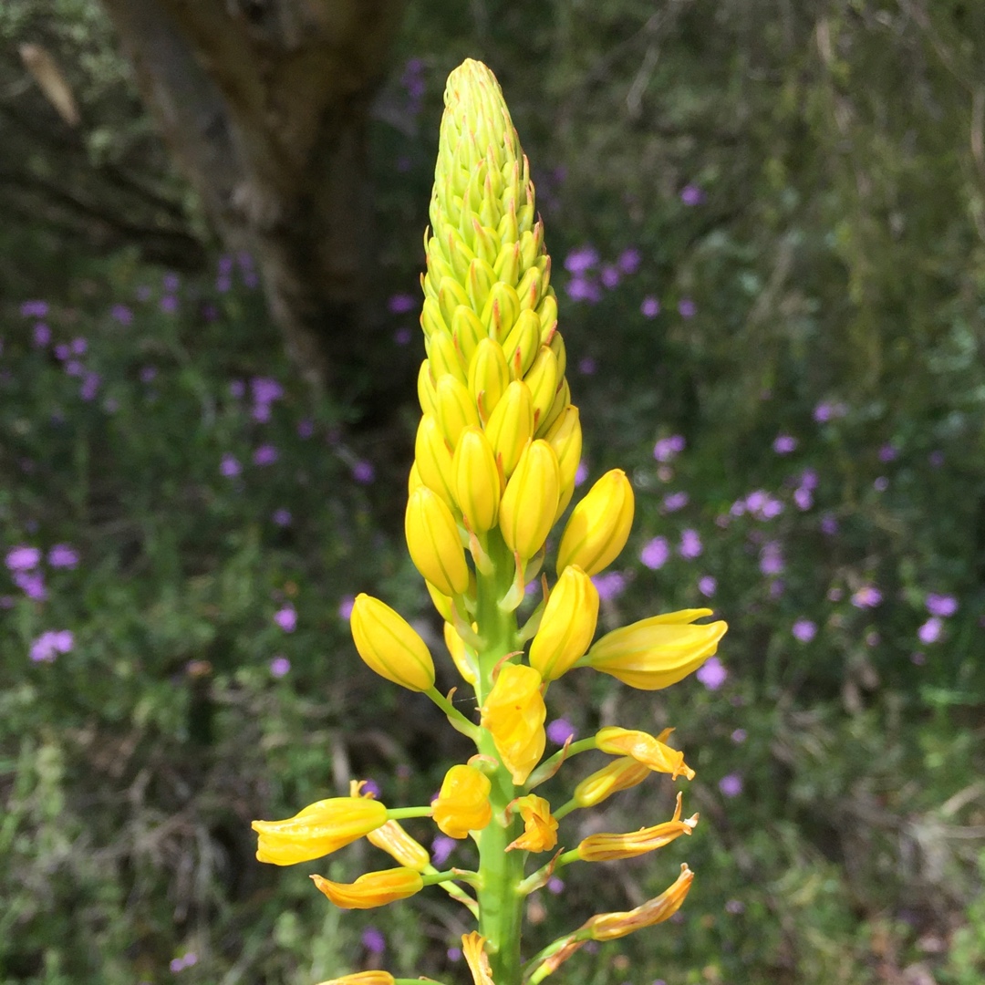 Bulbine glauca in the GardenTags plant encyclopedia Rock Lily in the GardenTags plant encyclopedia
