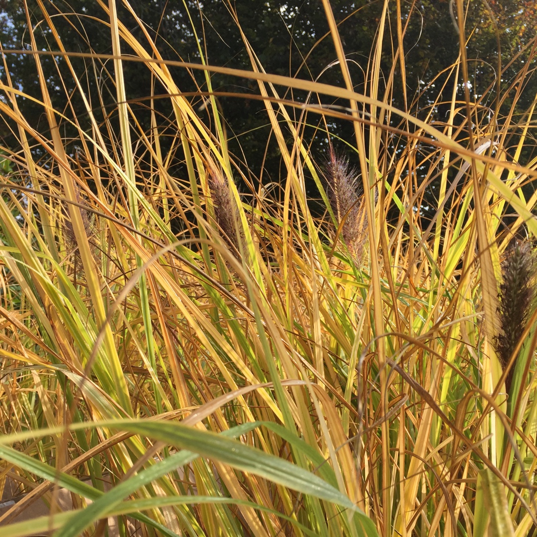Pennisetum alopecuroides Dark Desire in the GardenTags plant encyclopedia Pennisetum Dark Desire in the GardenTags plant encyclopedia