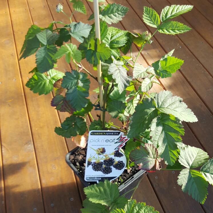 Rubus caesius in the GardenTags plant encyclopedia Youngberry in the GardenTags plant encyclopedia