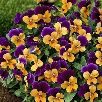 Viola x cornuta Sorbet Orange Duet in the GardenTags plant encyclopedia Viola Orange Duet in the GardenTags plant encyclopedia