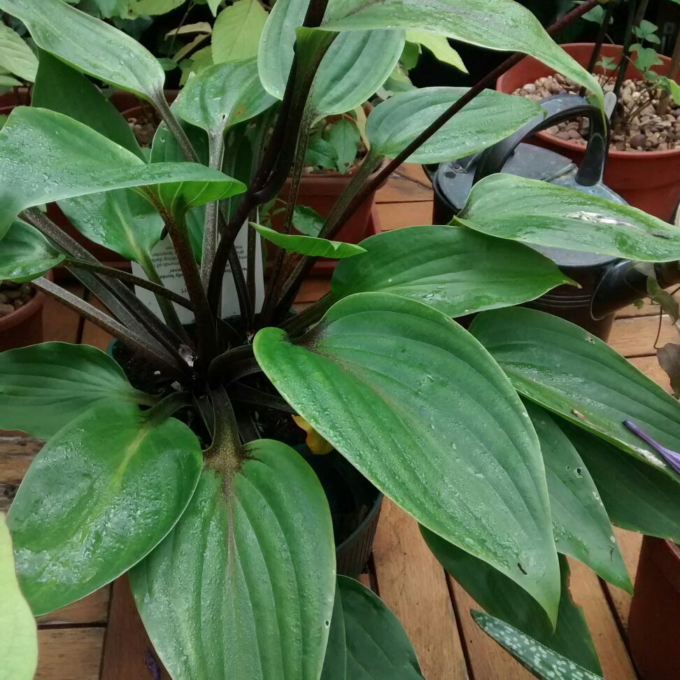 Hosta Purple Heart in the GardenTags plant encyclopedia Plantain Lily Purple Heart in the GardenTags plant encyclopedia