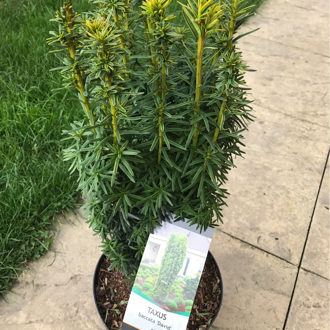 Taxus baccata David in the GardenTags plant encyclopedia English Yew David in the GardenTags plant encyclopedia