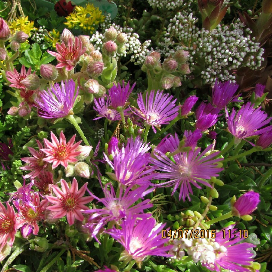 Ice Plant in the GardenTags plant encyclopedia