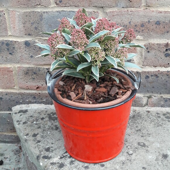 Skimmia japonica Mystic Marlot in the GardenTags plant encyclopedia Japanese Skimmia Mystic Marlot in the GardenTags plant encyclopedia