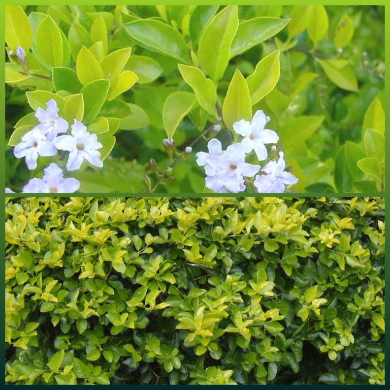 Duranta erecta Sheenas Gold syn. Duranta repens Sheenas Gold in the GardenTags plant encyclopedia Duranta Sheenas Gold in the GardenTags plant encyclopedia