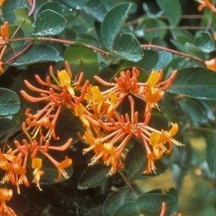 Lonicera Mandarin in the GardenTags plant encyclopedia Honeysuckle Mandarin in the GardenTags plant encyclopedia