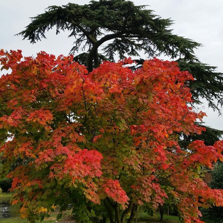 Acer Palmatum var. Heptalobum in the GardenTags plant encyclopedia Japanese Maple Heptalobum in the GardenTags plant encyclopedia