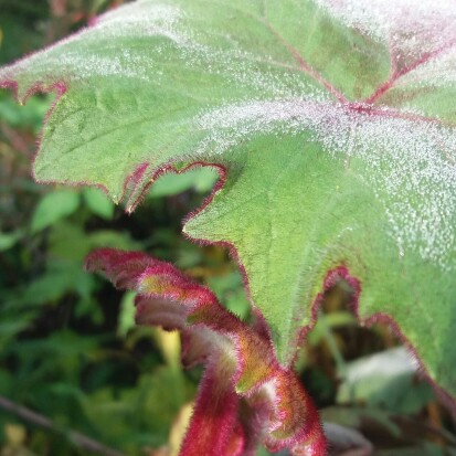 Roldana petasitis subsp. cristobalensis (Senecio cristobalensis) in the GardenTags plant encyclopedia Red Leaved Velvet Senecio in the GardenTags plant encyclopedia
