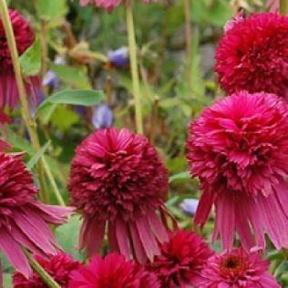 Echinacea Secret Affair (Secret Series) in the GardenTags plant encyclopedia Coneflower Secret Affair in the GardenTags plant encyclopedia
