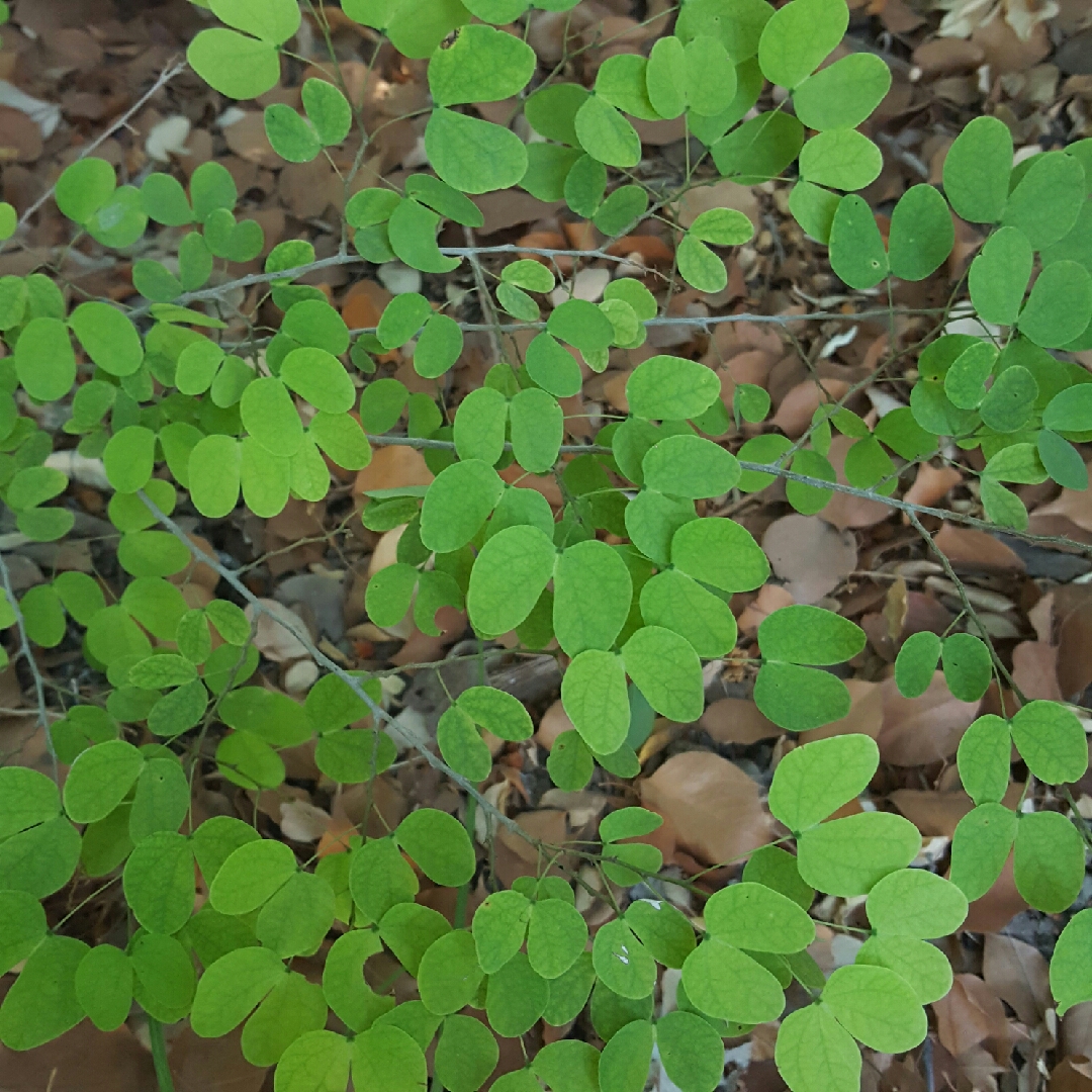 Bauhinia tomentosa in the GardenTags plant encyclopedia Yellow Bauhinia in the GardenTags plant encyclopedia