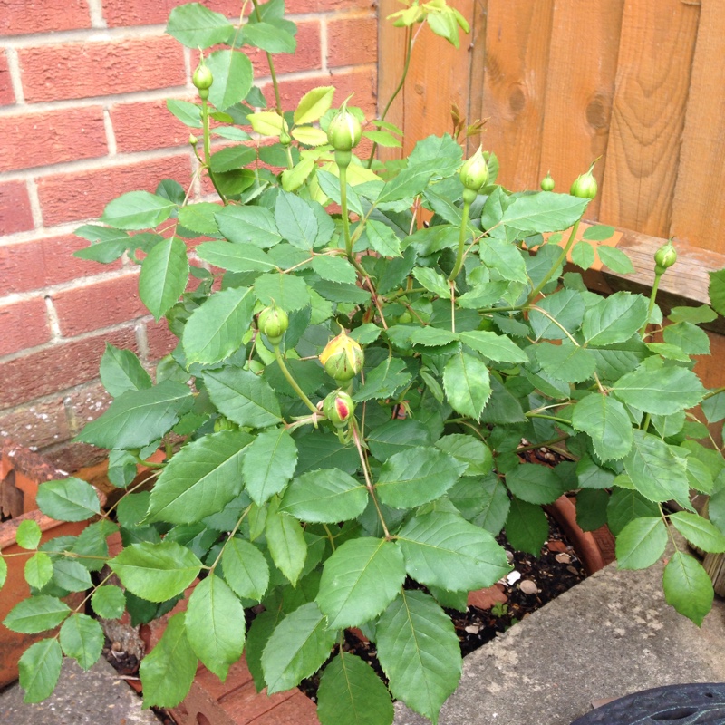 Rose Golden Celebration in the GardenTags plant encyclopedia