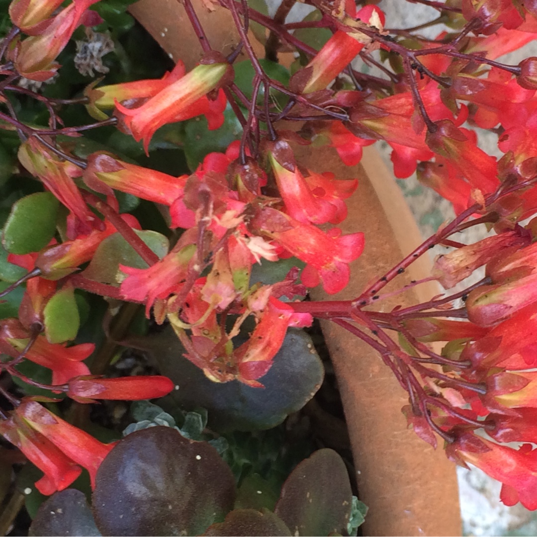 Kalanchoe in the GardenTags plant encyclopedia