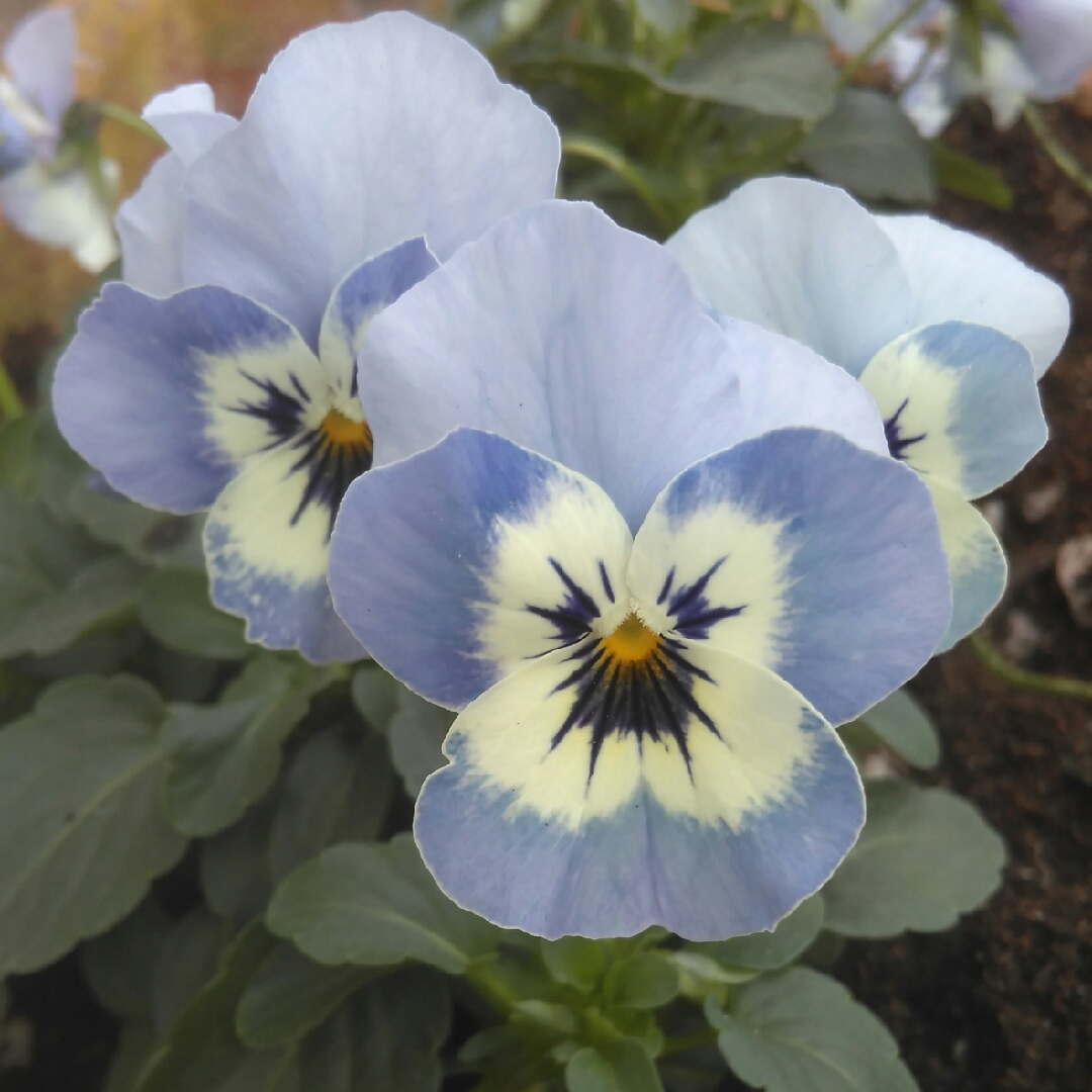 Viola cornuta Penny Marina in the GardenTags plant encyclopedia Horned Pansy Penny Marina in the GardenTags plant encyclopedia