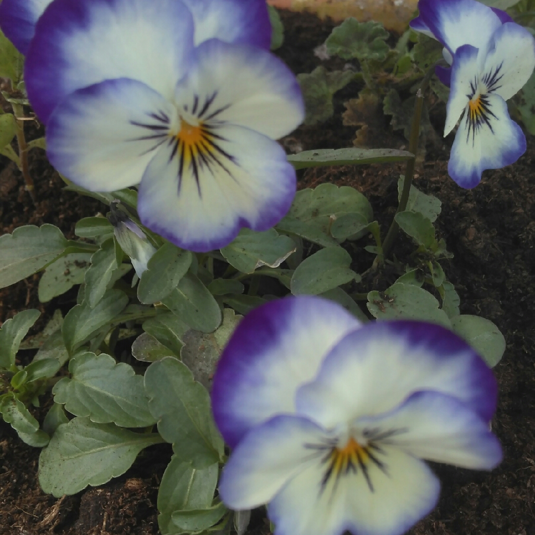 Viola sorbet Coconut Swirl in the GardenTags plant encyclopedia Pansy Coconut Swirl in the GardenTags plant encyclopedia