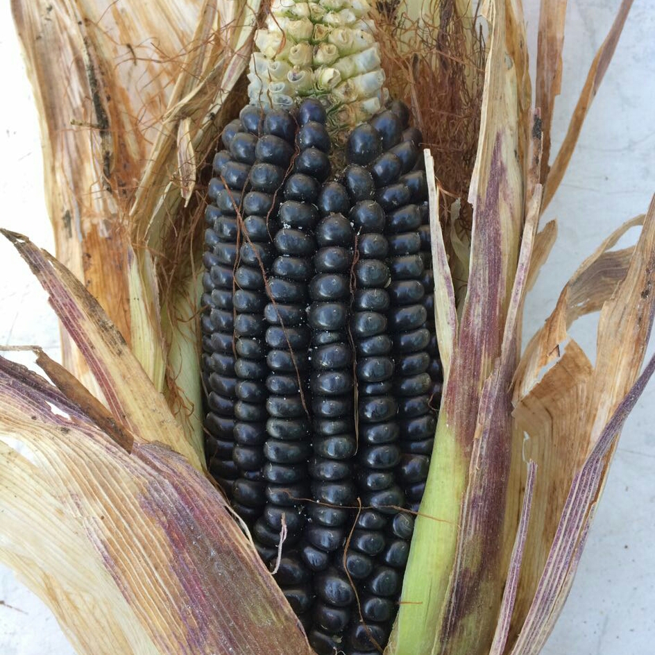 Purple Maize (Maíz Morado) in the GardenTags plant encyclopedia