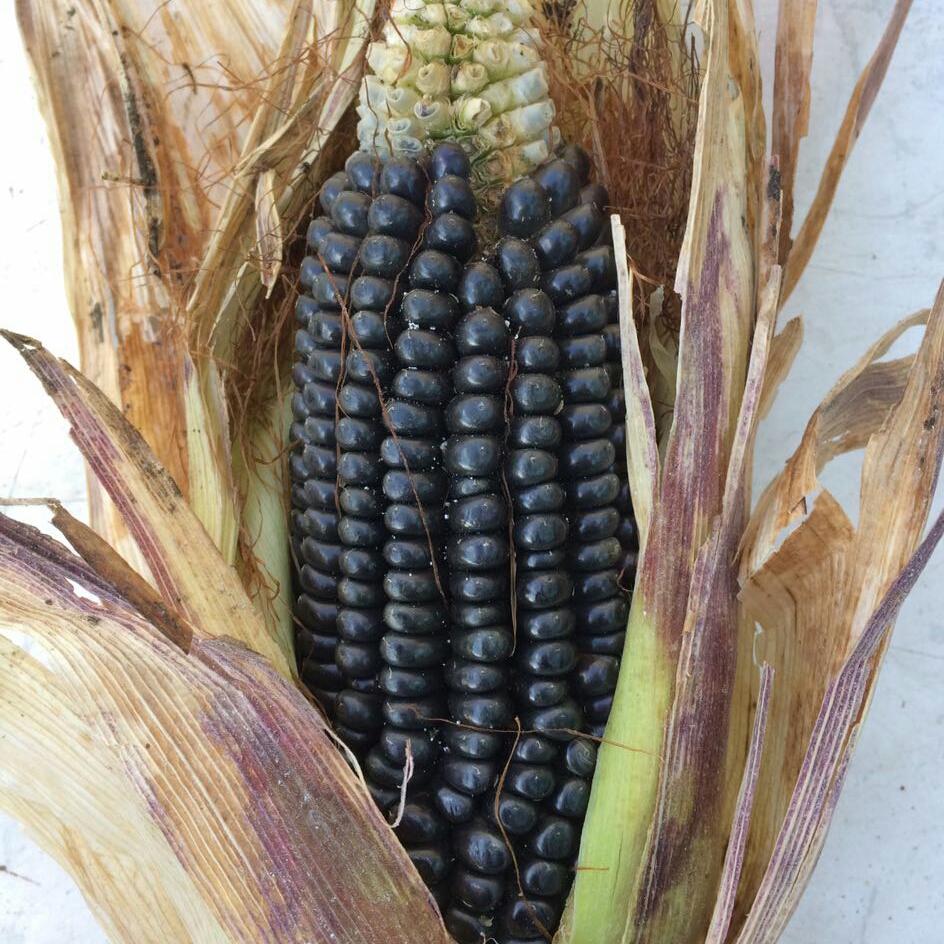 Zea Mays Indurata Purple Maize Maíz Morado In Gardentags Plant