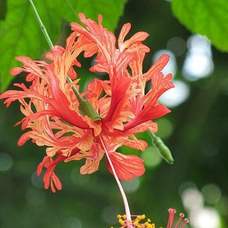 Hibiscus schizopetalus in the GardenTags plant encyclopedia Coral Hibiscus in the GardenTags plant encyclopedia