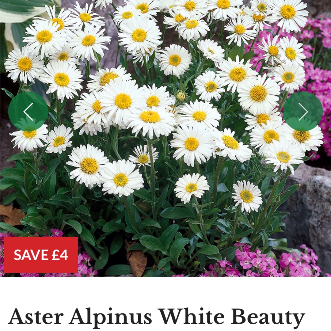Aster alpinus Albus in the GardenTags plant encyclopedia Aster alpinus White in the GardenTags plant encyclopedia
