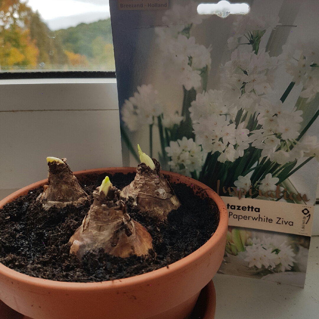 Narcissus Ziva in the GardenTags plant encyclopedia Daffodil Ziva (Tazetta) in the GardenTags plant encyclopedia