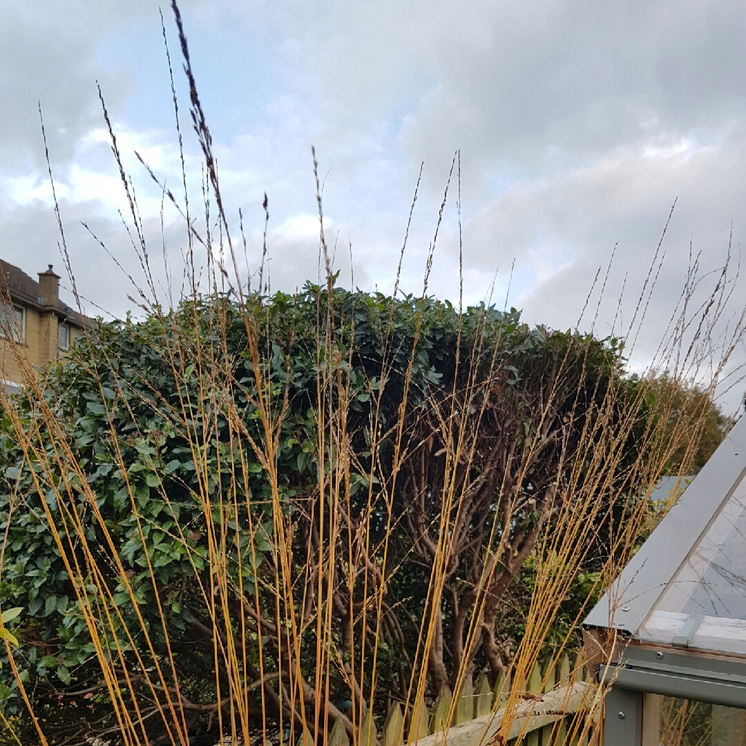 Molinia caerulea subsp. arundinacea Skyracer in the GardenTags plant encyclopedia Purple Moor Grass Skyracer in the GardenTags plant encyclopedia