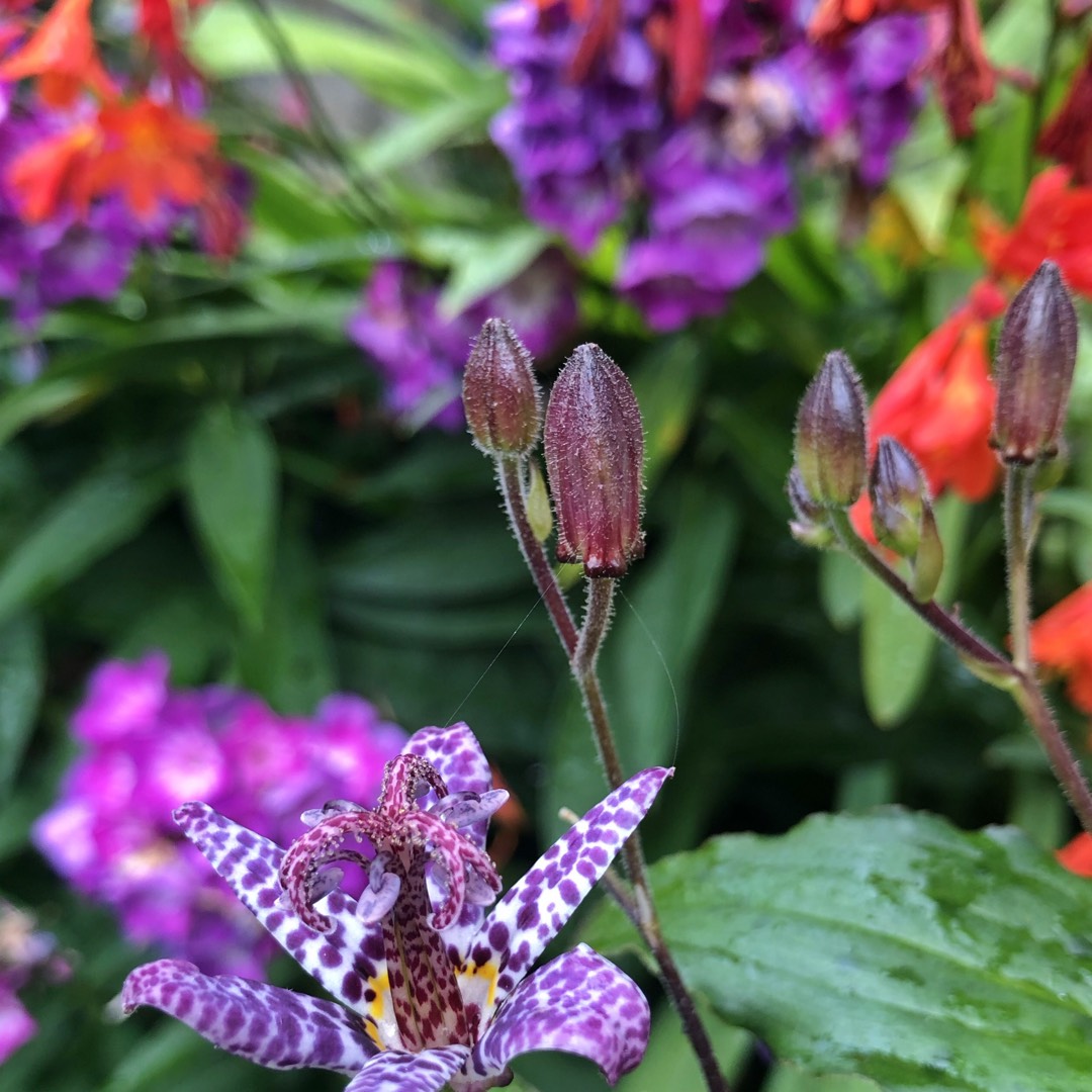 Tricyrtis formosana in the GardenTags plant encyclopedia Toad Lily in the GardenTags plant encyclopedia