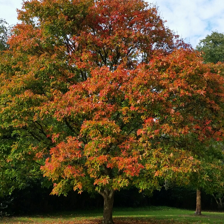 Acer triflorum in the GardenTags plant encyclopedia Three Flowered Maple in the GardenTags plant encyclopedia