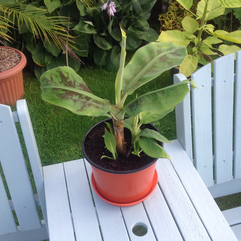 Musa Tropicana in the GardenTags plant encyclopedia Dwarf Banana in the GardenTags plant encyclopedia