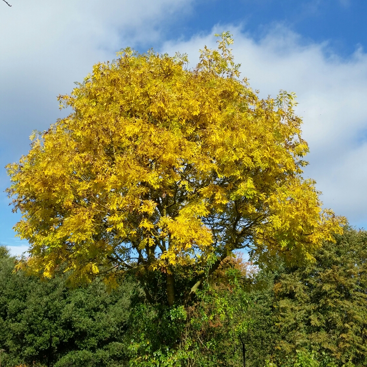 Fraxinus excelsior Jaspidea in the GardenTags plant encyclopedia Golden Stemmed European Ash in the GardenTags plant encyclopedia