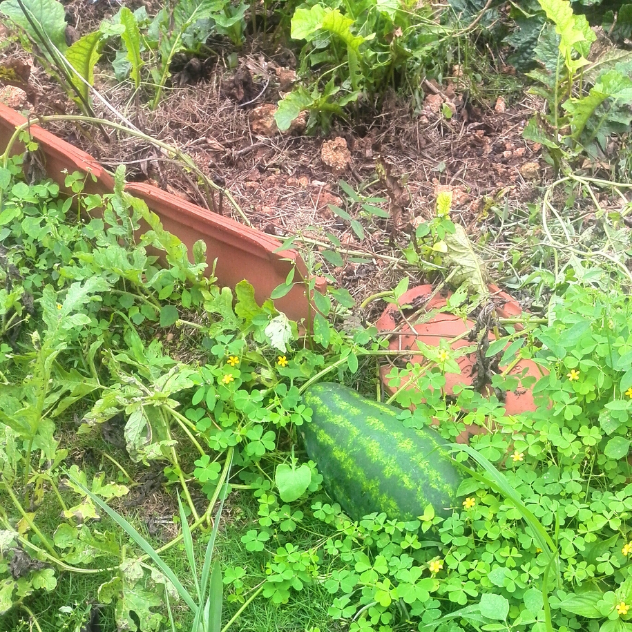 Watermelon in the GardenTags plant encyclopedia