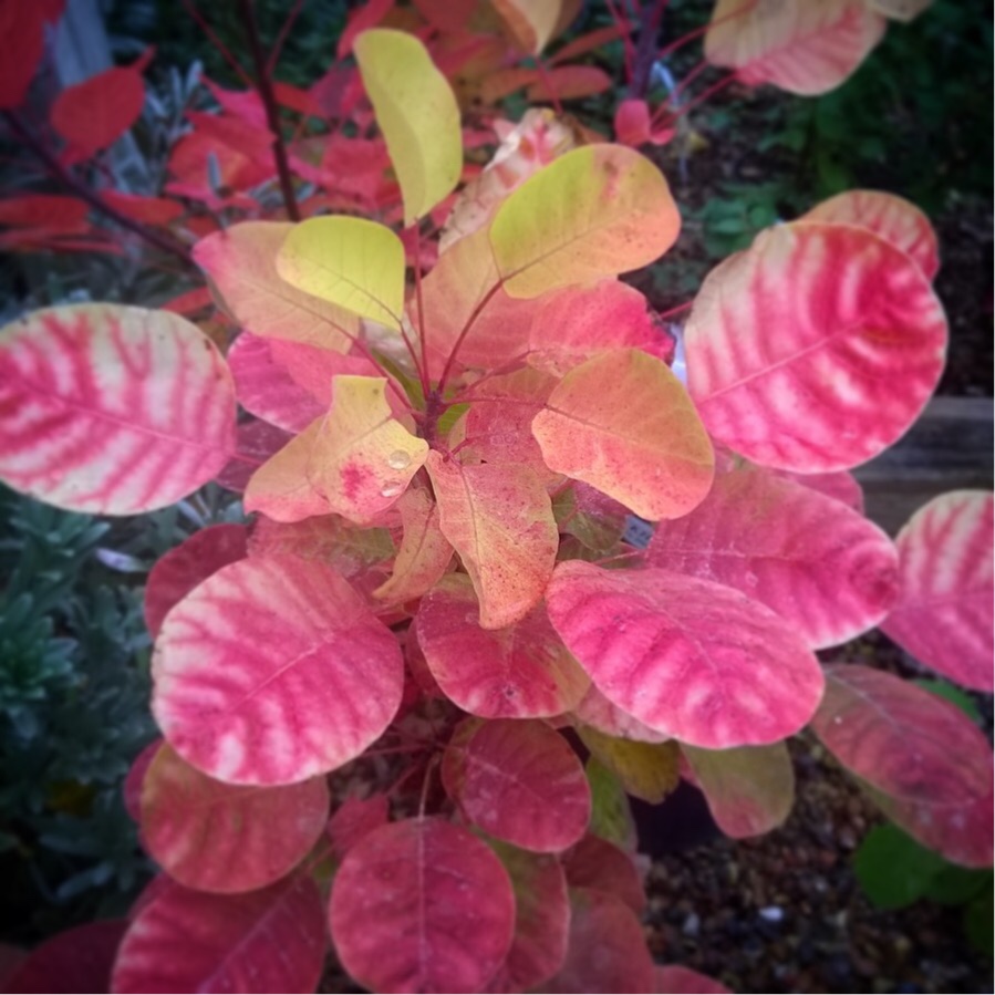 Smoke Bush Golden Spirit in the GardenTags plant encyclopedia