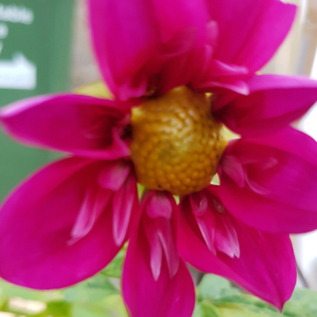 Dahlia Scarlett Claire in the GardenTags plant encyclopedia Dahlia Scarlett Claire in the GardenTags plant encyclopedia