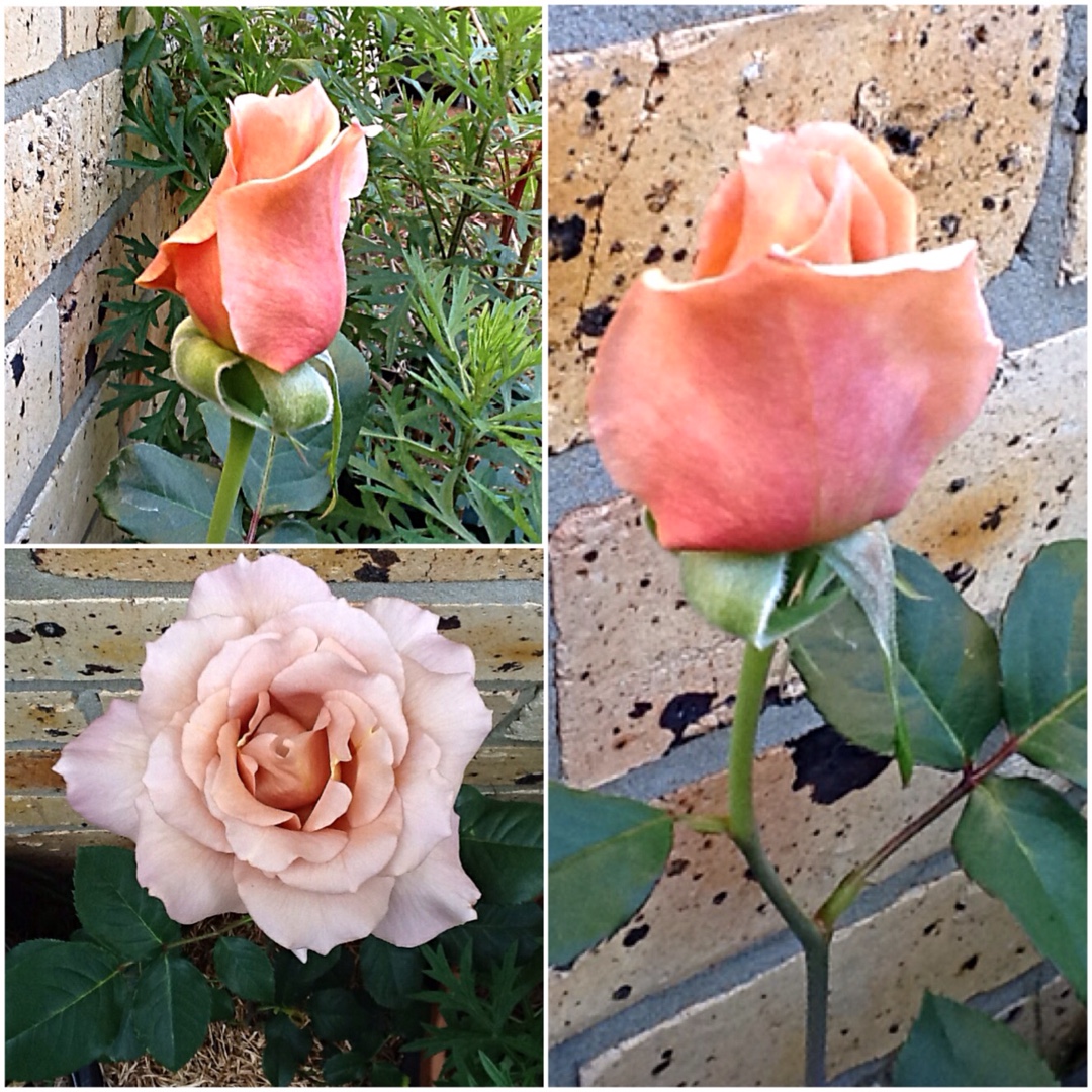 Rosa Julias Rose syn. Rosa Julia, Rosa Pashley Manor Rose, Rosa Chocolate Rose in the GardenTags plant encyclopedia Rose Julias Rose (Floribunda) in the GardenTags plant encyclopedia