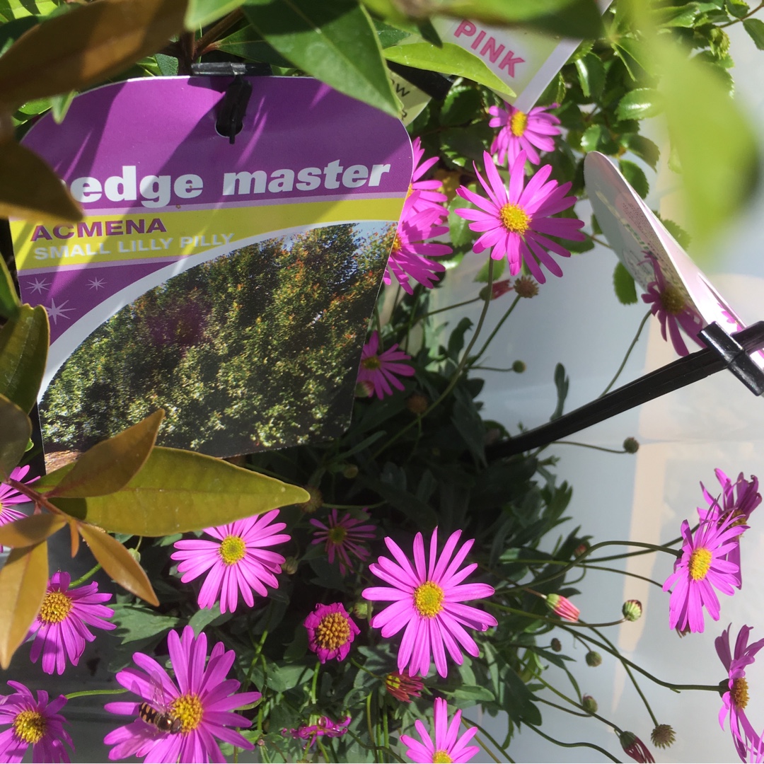 Brachyscome hybrid Magenta Bliss in the GardenTags plant encyclopedia Swan River Daisy Magenta Bliss in the GardenTags plant encyclopedia