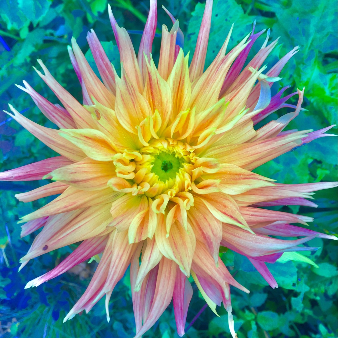 Dahlia Show And Tell in the GardenTags plant encyclopedia Dahlia Show And Tell in the GardenTags plant encyclopedia