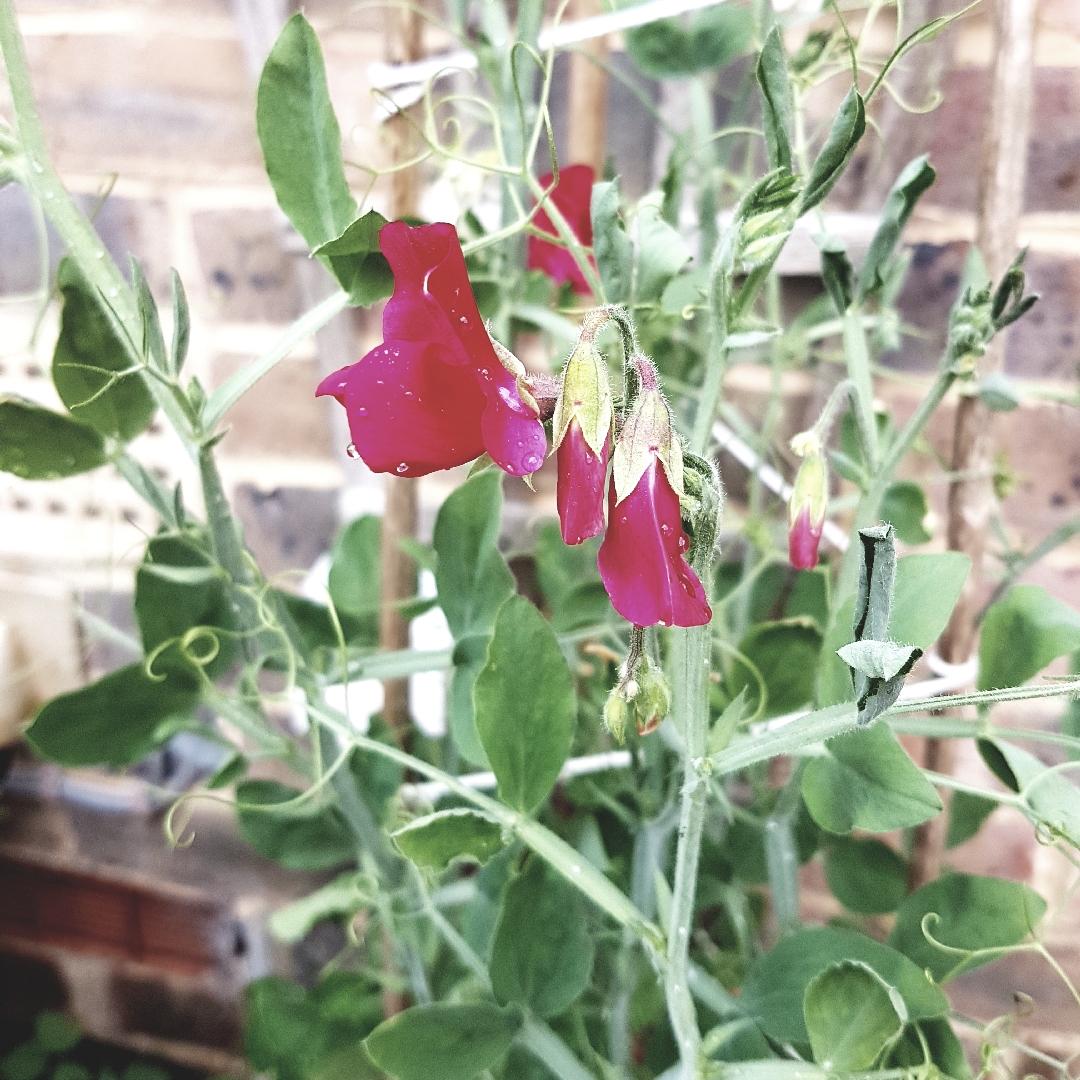 Lathyrus Odoratus Giant Wave (White) in the GardenTags plant encyclopedia Sweet Pea. Giant Wave (White) in the GardenTags plant encyclopedia