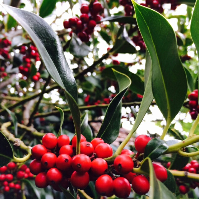 Ilex Cassine in the GardenTags plant encyclopedia Dahoon Holly Tree in the GardenTags plant encyclopedia