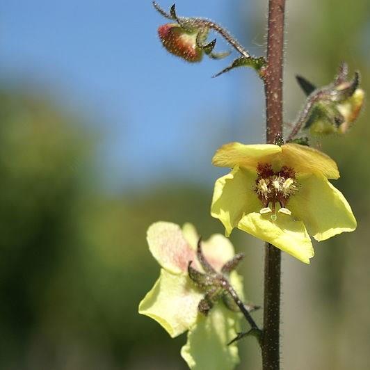 Verbascum blattaria in the GardenTags plant encyclopedia Moth Mullein in the GardenTags plant encyclopedia