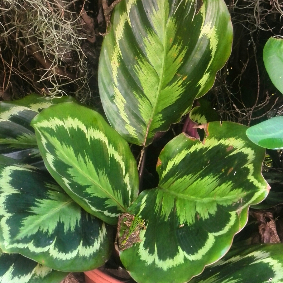 Maranta Leuconeura in the GardenTags plant encyclopedia Prayer Plant in the GardenTags plant encyclopedia