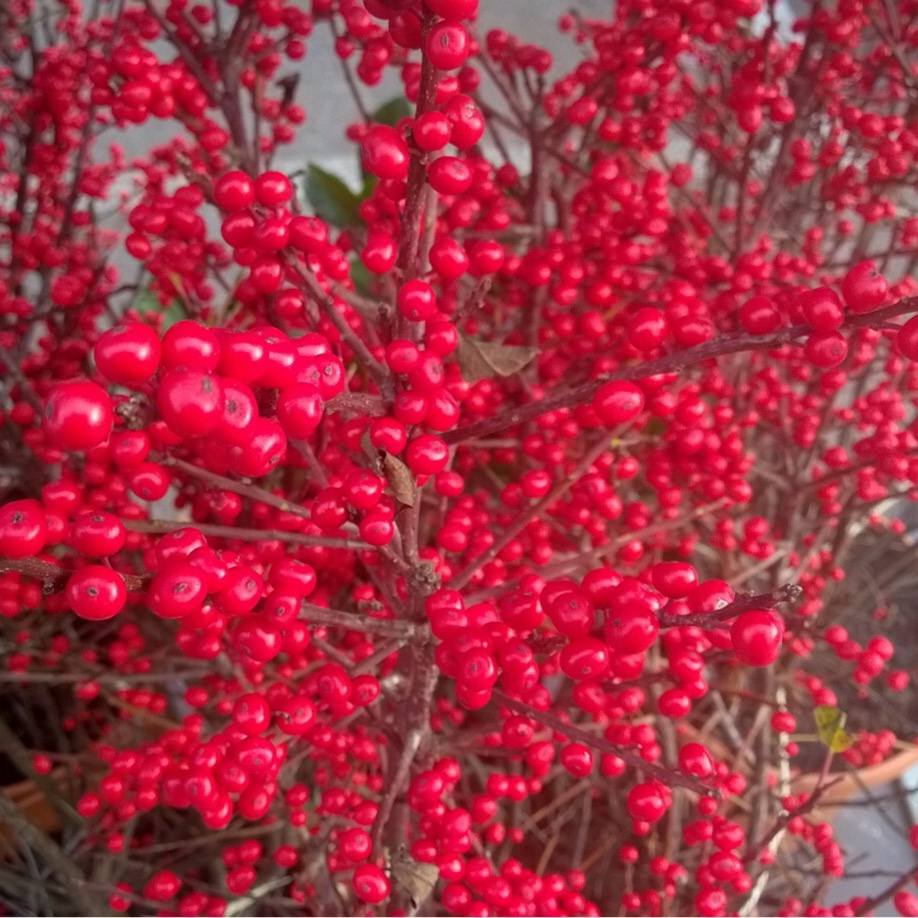 Winterberry in the GardenTags plant encyclopedia