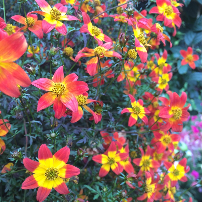 Bidens Bee Dance in the GardenTags plant encyclopedia