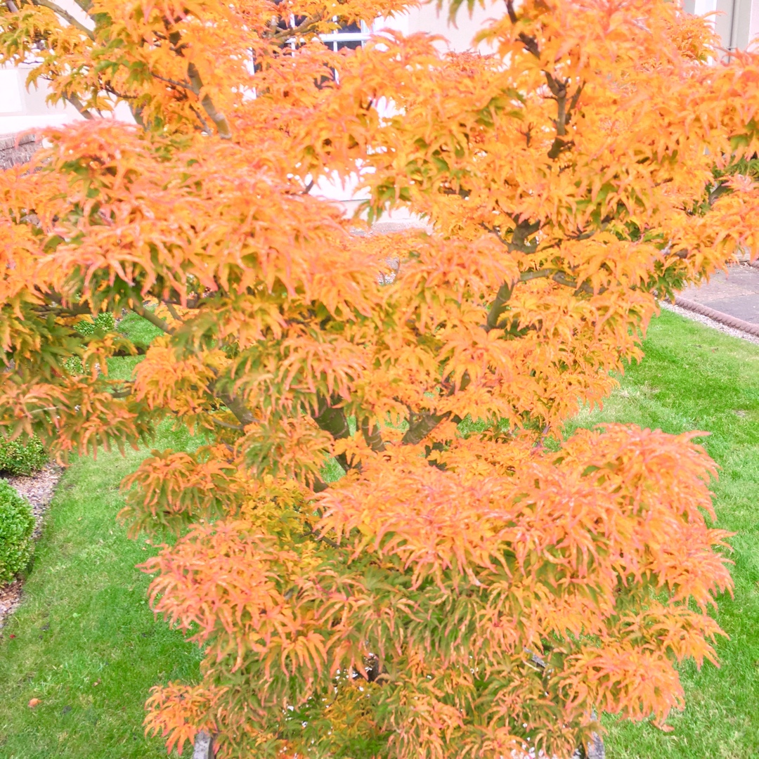 Dwarf Japanese Maple Koto Hime in the GardenTags plant encyclopedia
