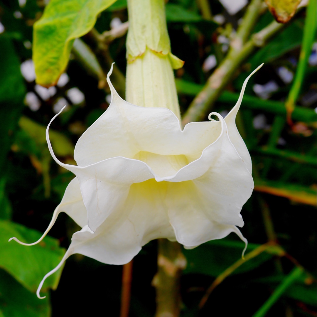 Brugmansia Lemon Meringue in the GardenTags plant encyclopedia Angels Trumpet Lemon Meringue in the GardenTags plant encyclopedia