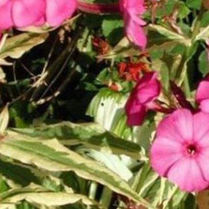 Phlox paniculata Harlequin in the GardenTags plant encyclopedia Phlox Harlequin in the GardenTags plant encyclopedia