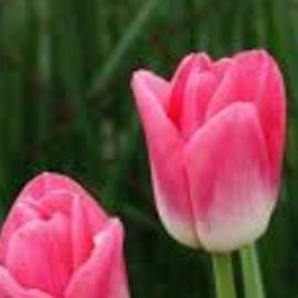 Tulipa Dynasty in the GardenTags plant encyclopedia Tulip Dynasty (Triumph) in the GardenTags plant encyclopedia