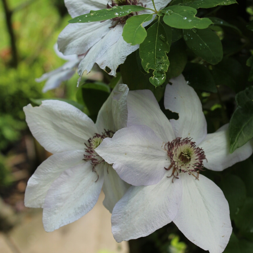 Clematis Dorath in the GardenTags plant encyclopedia Clematis Dorath in the GardenTags plant encyclopedia
